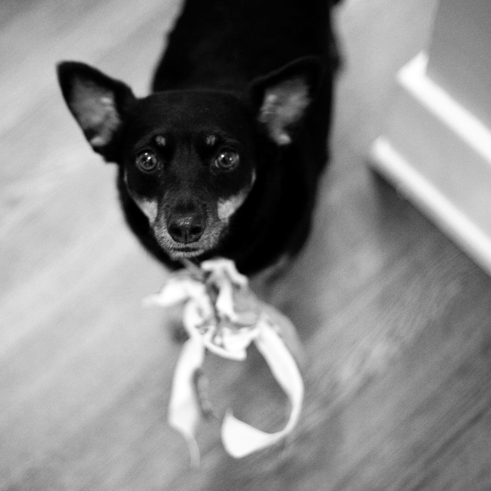 Meet your Posher, Dianna